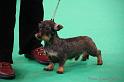 Crufts2011_2 512